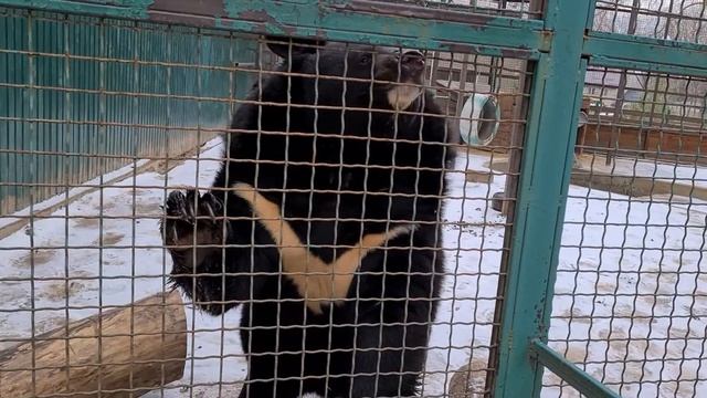 ГИМАЛАЙСКИЙ МЕДВЕДЬ. HIMALAYAN BEAR смотреть онлайн