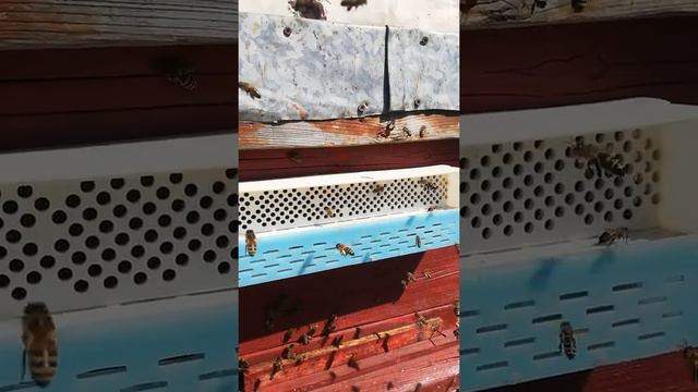 сбор пыльцы смотреть онлайн