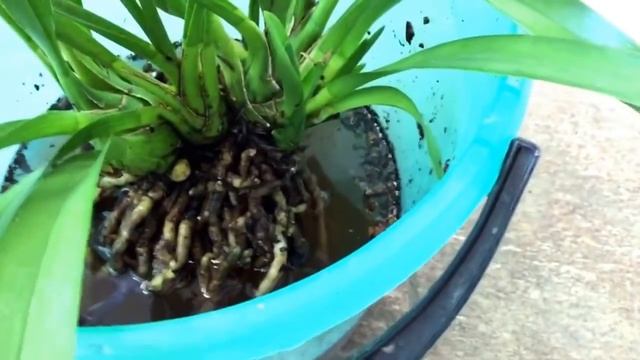Орхидея Цимбидиум, корни растения, вредители: многоножки и улитки??!!! смотреть онлайн