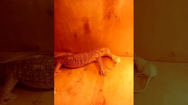 Капский варан,ест мышь. смотреть онлайн