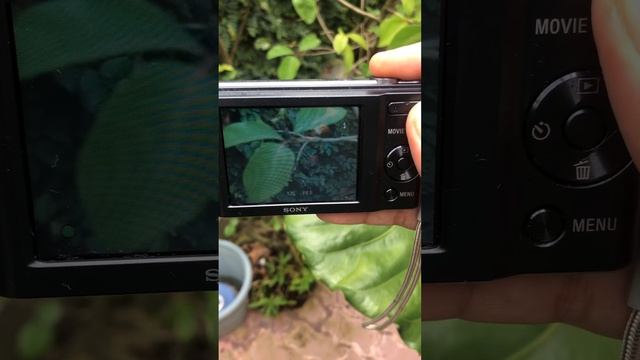 Casio Exilim EX-ZS5 смотреть онлайн