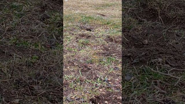 #мышь#полевая мышь #мышь ест смотреть онлайн