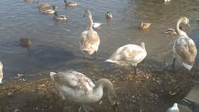 Любовь к себе-это не уходовые процедуры для телаОна познается через взаимоотношения с другими людьм смотреть онлайн