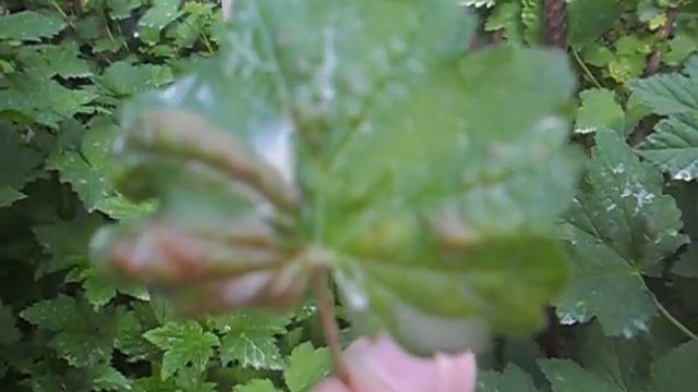 Почему краснеют листья на смородине и покрываются бугорками смотреть онлайн