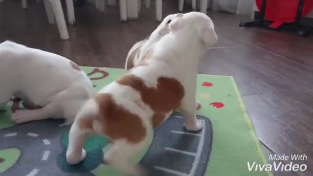 Щенки амстаффа 3 недели , питомник "Asti Dog House" смотреть онлайн