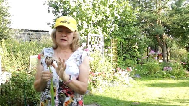 275_Лук живородящий смотреть онлайн