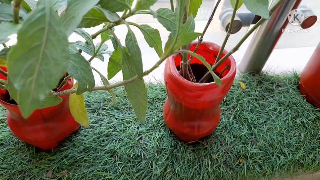 How To Take Care Of Summer Plant - Mexican Petunia смотреть онлайн