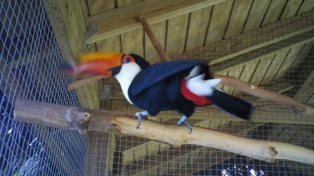 Toco Toucan Croaking Sound смотреть онлайн