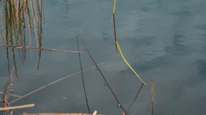 Ловля КАРАСЯ на ФИДЕР! Тактический фидер на ОЗЕРЕ!