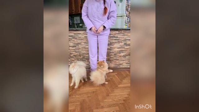 Дежавю: костюмчик у Светы один, шпицы разные??