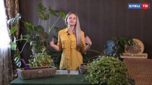 Крестовник крупноязычковый.Растение мужегон? Верите ли вы в такое поверье о растениях мужегонах?