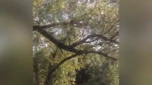 Верба, ветла, лоза, ракита: какие ивы вы еще знаете?