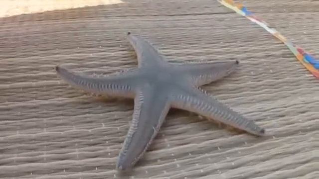 Morska zvezda.avi смотреть онлайн