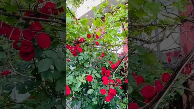 Абхазия Гагры июнь 2022 отдых у моря частный сектор дом на берегу цены от 500 руб с человека жилье смотреть онлайн