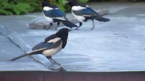 Сороки кормят своего птенца