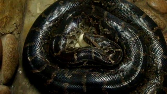 Тигровый питон на кладке яиц смотреть онлайн