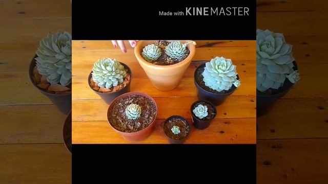 Descubra como cultivar a Echeveria Derenbergii #suculenta#rara#suculentaimportada#echeveria смотреть онлайн