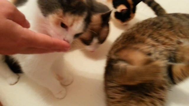 Коты и кошачья трава. Cats and cat grass . смотреть онлайн
