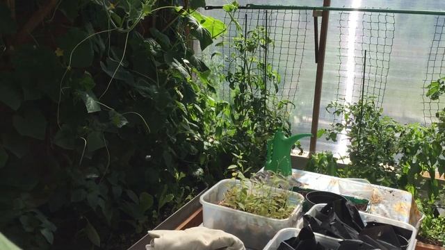 ? Пристроенная к дому теплица Выводы смотреть онлайн