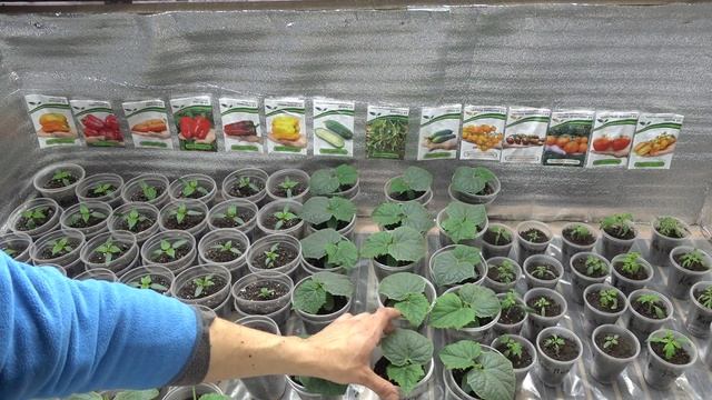 ТОЛЬКО ТАК МОЖНО ВЫРАСТИТЬ МНОГО ОГУРЦОВ! смотреть онлайн