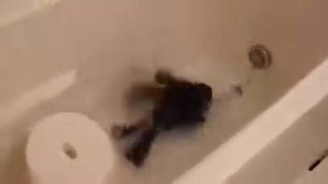 Очень умная ворона смотреть онлайн