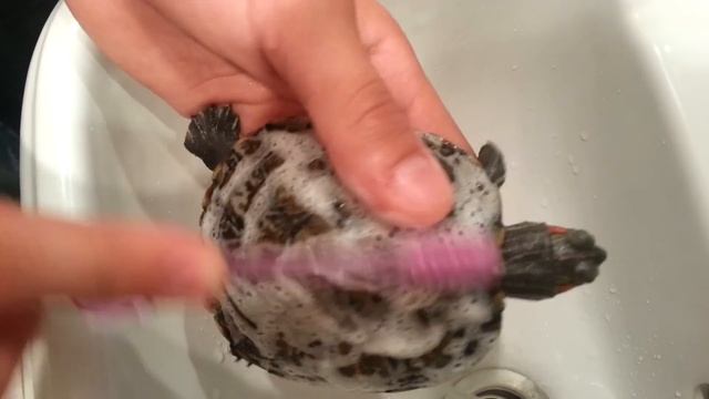 Как чистить черепаху(Рептилия Lemos) смотреть онлайн