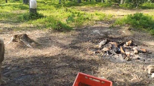 предотвращение лесного пожара смотреть онлайн