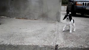 МЫ КУПИЛИ СОБАКУ!! РУССКИЙ ОХОТНИЧИЙ СПАНИЕЛЬ