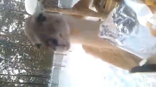 гуанако(сургутский зоопарк) смотреть онлайн