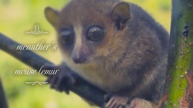 All Lemur Species in the World смотреть онлайн