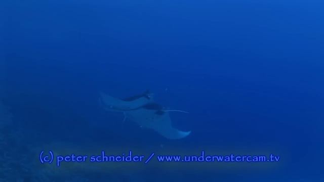 Manta rays - mating and copulation смотреть онлайн