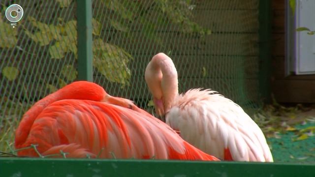 Едят и много спят: Новосибирский зоопарк впадает в спячку смотреть онлайн