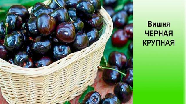Вишня КРУПНАЯ ЧЕРНАЯ смотреть онлайн