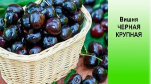 Вишня КРУПНАЯ ЧЕРНАЯ