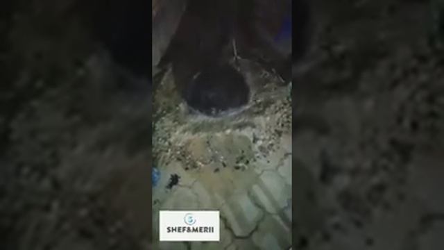 Gazan gömme смотреть онлайн