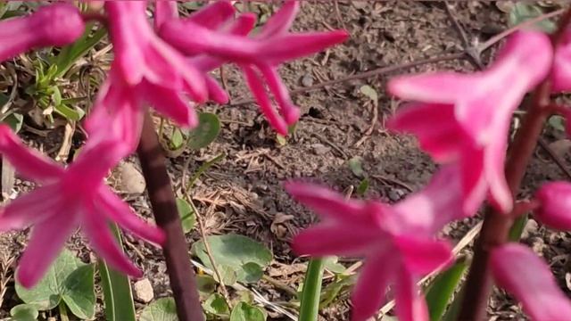 С праздником Благовещение Пресвятой Богородицы! смотреть онлайн