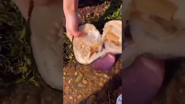 Viral video Real perl found . смотреть онлайн