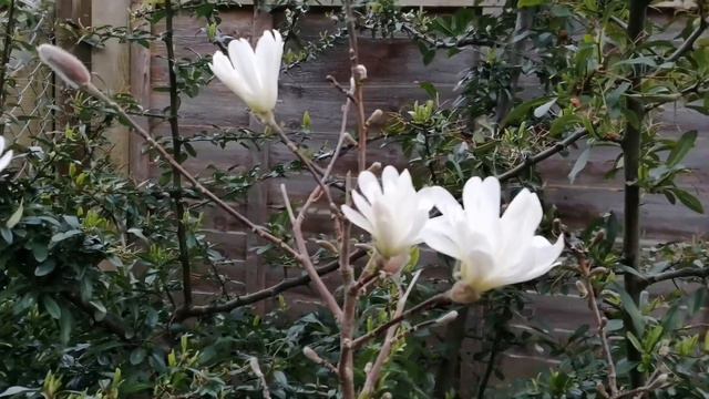 Magnolia Stellata (my Little Tree In My Garden) BUD TO BLOOM (Star Magnolia)