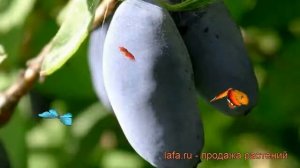 Жимолость съедобная Павловская (lonicera edulis) ? обзор: как сажать, саженцы жимолости Павловская