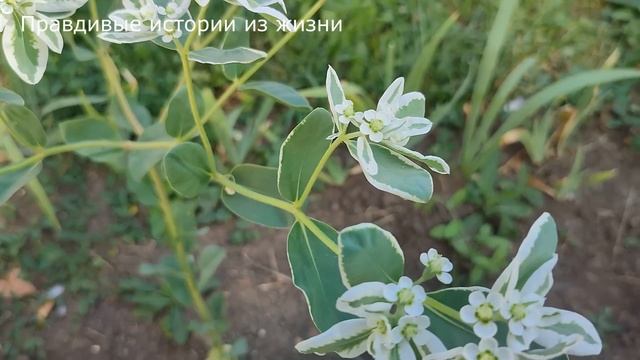 ? Подруга украла мужа, но спустя время ее зависть только усилилась... История из жизни. смотреть онлайн