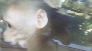 Мартышка Ананирует!