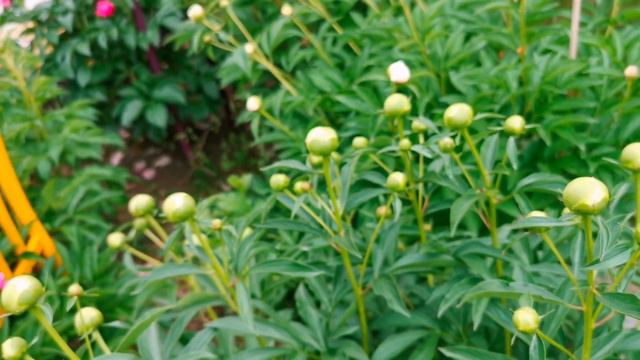 Peony Monsieur Jules Elie смотреть онлайн