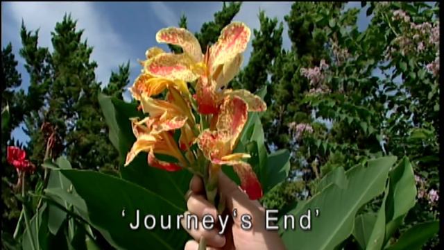 Cannas at the Studio Garden смотреть онлайн