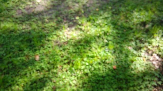 Грибная пора. Все в грибах. смотреть онлайн