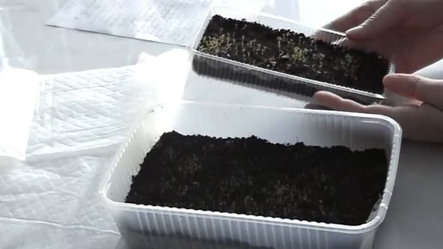 Лобелия и петунья. Восемь дней после посадки. смотреть онлайн