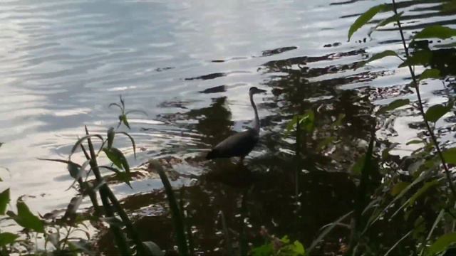 Переход Плутона в Водолей смотреть онлайн