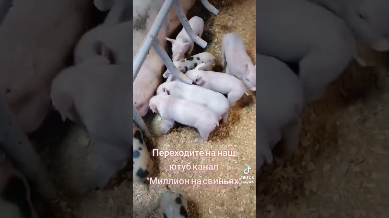 @million_on_pigs #деревня #хозяйство #животные #pig #пьетрен #piggy #свиноматки смотреть онлайн