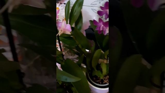 Шикарные новинки!!! Дендробиум SA-NOOK? 01.07.21 смотреть онлайн