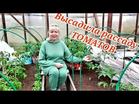 Прогноз на холод.ВЫСАДИЛА РАССАДУ ТОМАТОВ Что положила в лунки для большого урожая. смотреть онлайн