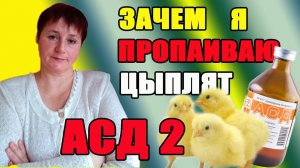 Бройлер  РОСС 308 - мой результат инкубации.